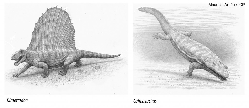 Reconstrucció de pelicosaure (Dimetrodon) i de temnospòndil (Calmasuchus) del Permià.