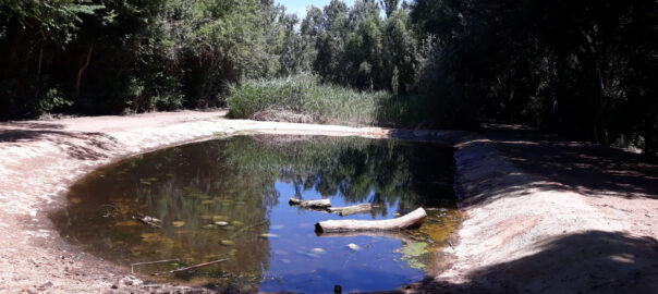 La bassa que es vol millorar a l'Estany