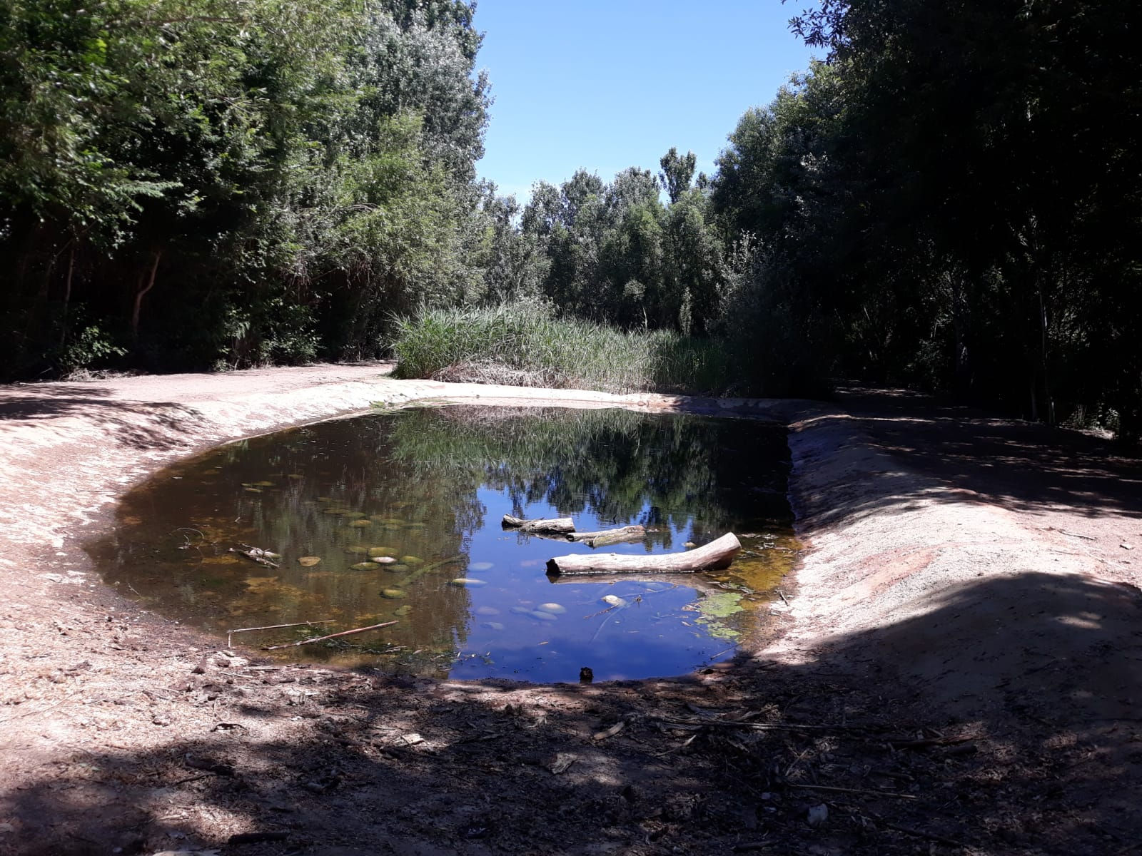 La bassa que es vol millorar a l'Estany