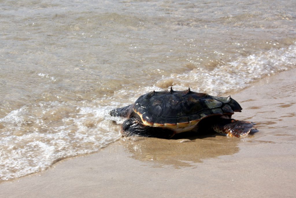 Una tortuga pon 88 ous a la platja Gran de Platja d’Aro