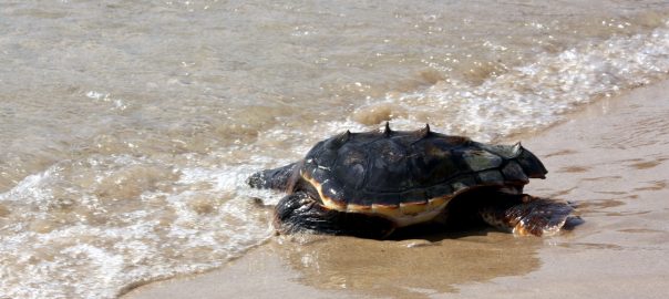 Fotografia d'arxiu d'una tortuga marina.