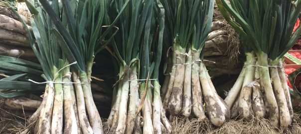 Calçots