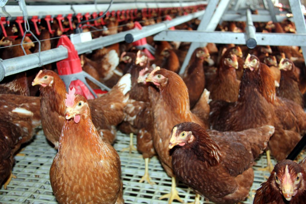 Detectat un focus de grip aviària en una granja de Ponent