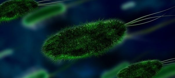 Tuberculosi, bacteri