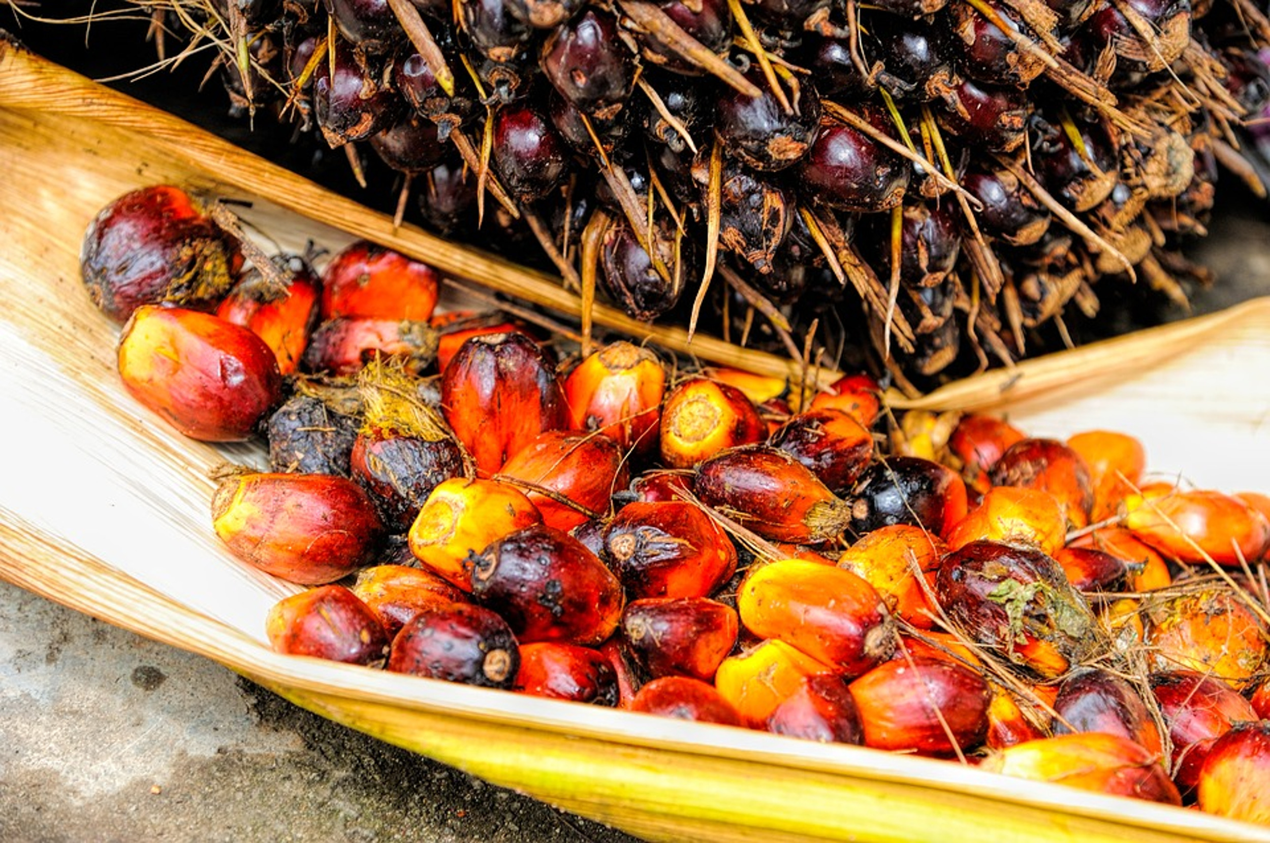 Fruit del qual s'extreu l'oli del palma