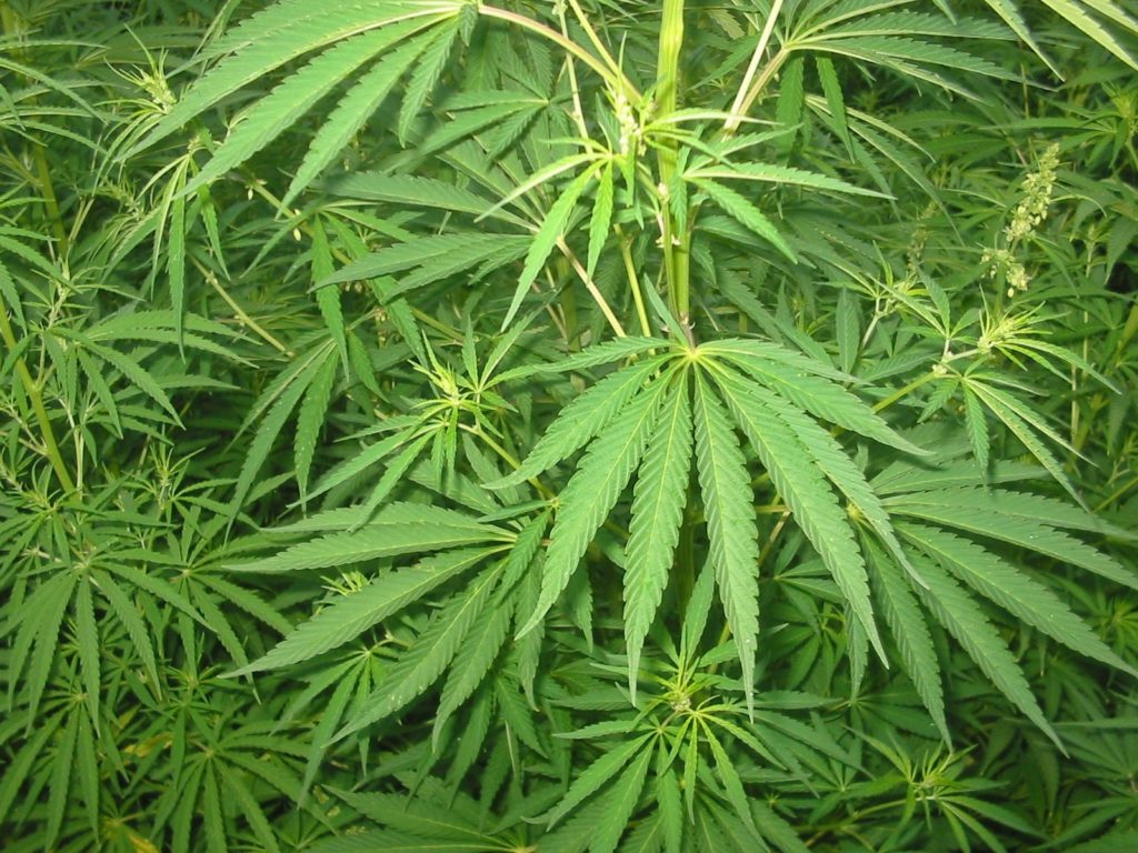 Alemanya legalitza la possessió i el consum de cànnabis amb limitacions