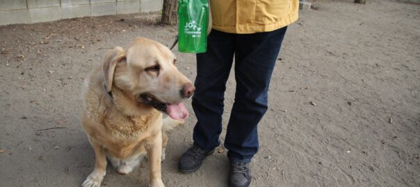 Animals de companyia coronavirus gossos gats