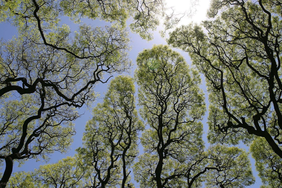 La timidesa botànica és una fenomen de causa incerta que afecta algunes espècies d'arbres