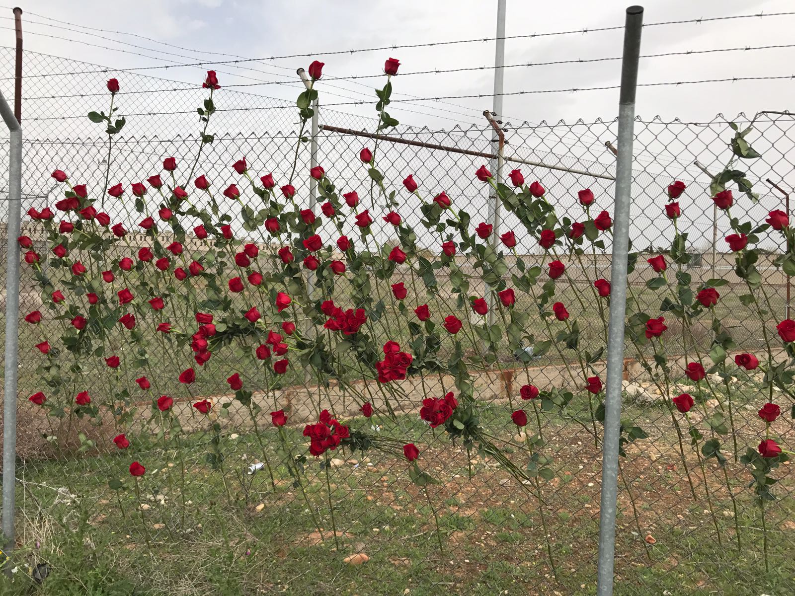 Roses a la valla d'Alcalá Meco