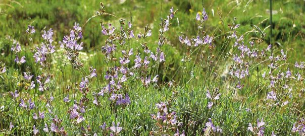 salvia de mariola