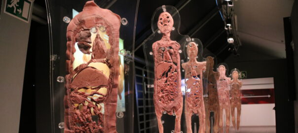 Human bodies'