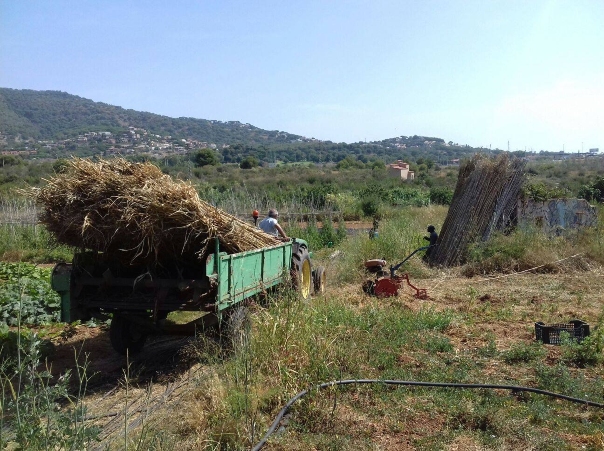 Terrenys cultivats a L'Hort d'en Pau, al Baix Maresme.