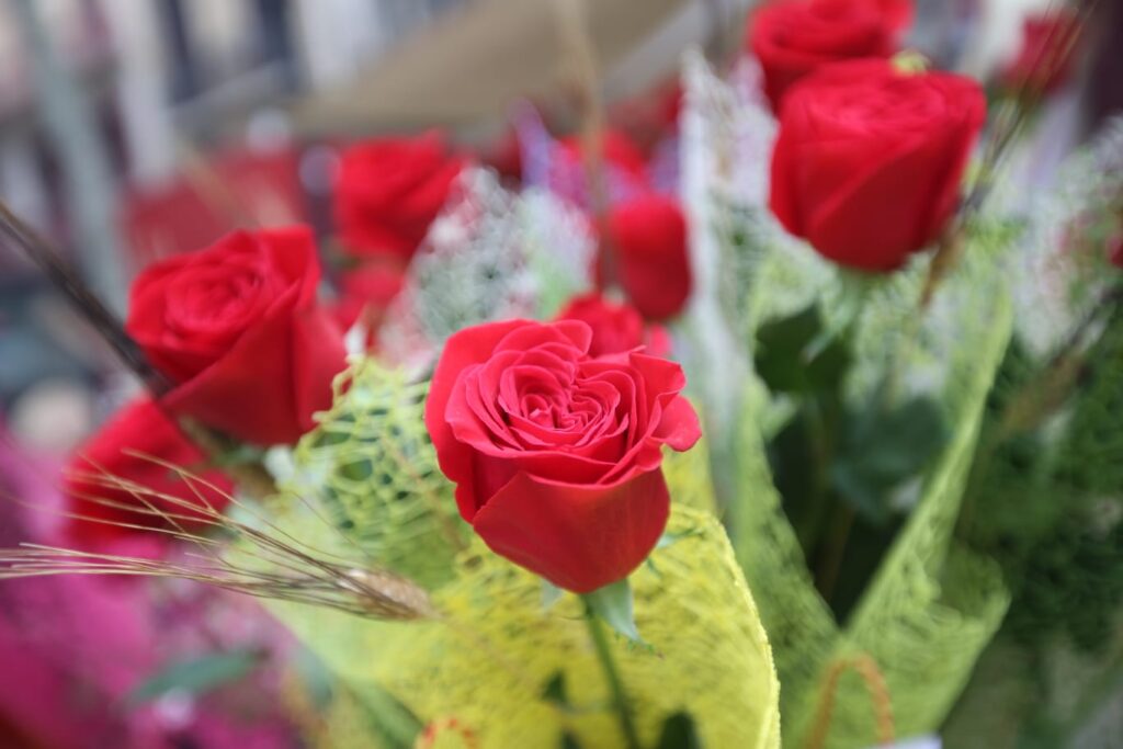 Roses sense espines: una investigació internacional descobreix el gen per a aconseguir-ho