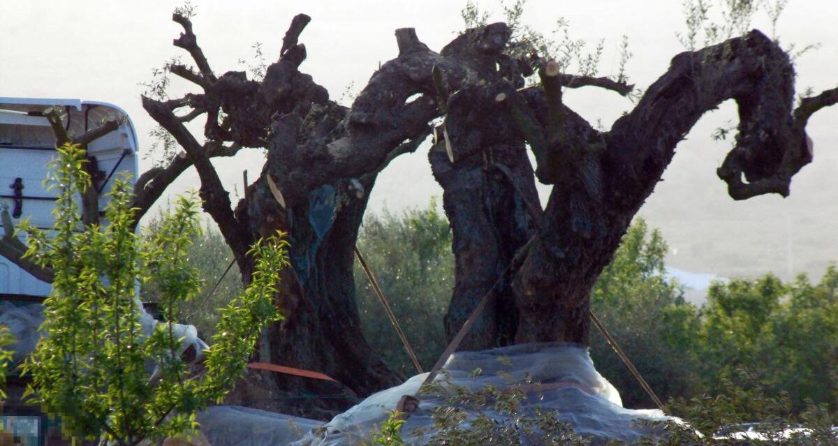Una moratòria urgent d’arrancada és necessària mentre es tramita la llei de protecció de l’olivera. Fotografia: Salvem lo Montsià