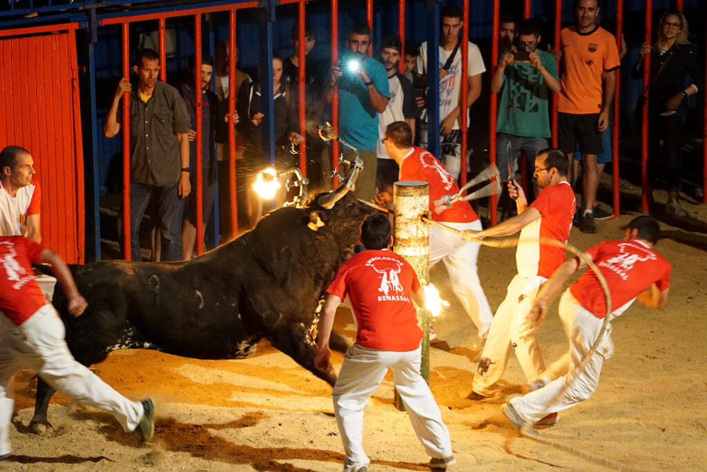 Un bou embolat a Sant Jaume d'Enveja.