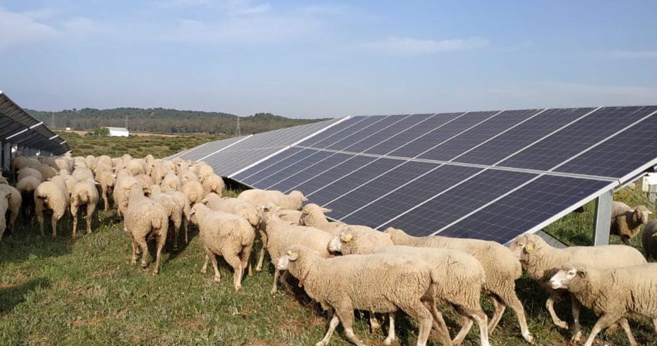 Ovelles passant pel mig de les plaques solars de la planta de Som Energia a Lora del Río, Andalusia