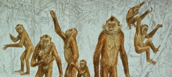 Oreopithecus