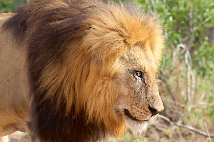 El lleó africà és una espècie classificada de vulnerable en la llista vermella d’espècies amenaçades de la Unió Internacional per a la Conservació de la Natura, però es continua caçant per esport en molts llocs d’Àfrica. / Daniel Sol