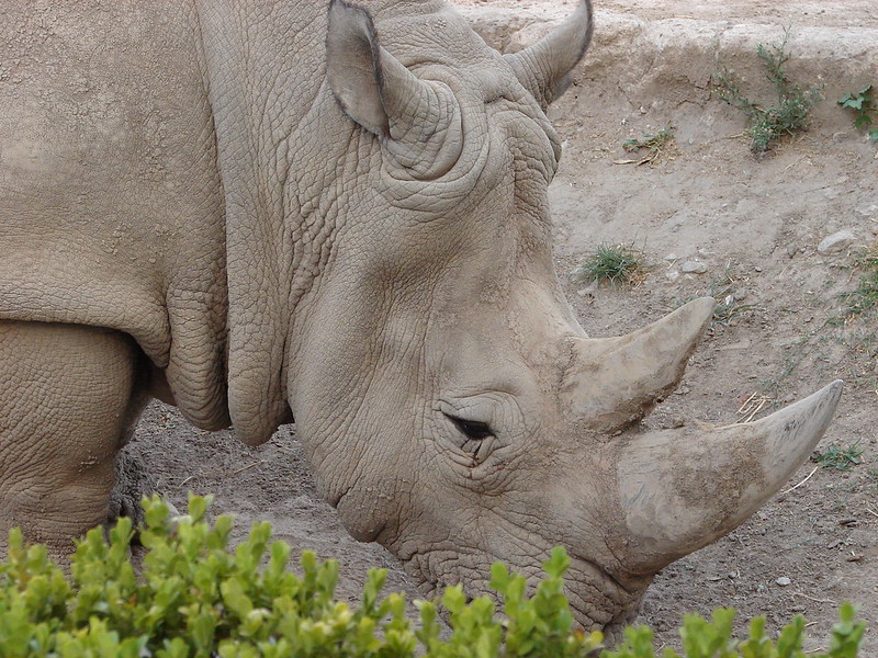 Hi ha diferents espècies de rinoceronts, però els més coneguts (i amenaçats) són el blanc i el negre, africans –no tenen aquests colors: la seva pell cuirassada té un to grisós més fosc, en el cas del negre, o més clar, en el cas del blanc–. El rinoceront gris del símil és una barreja d’ambdós. / Guerretto, en Flickr