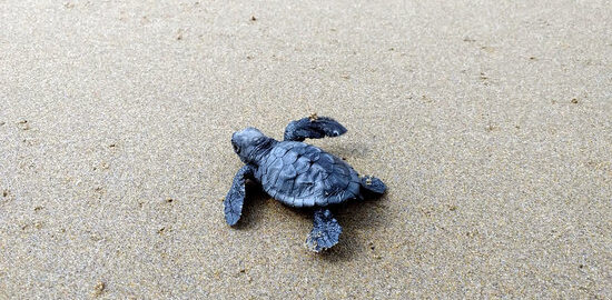 tortuga careta barcelona