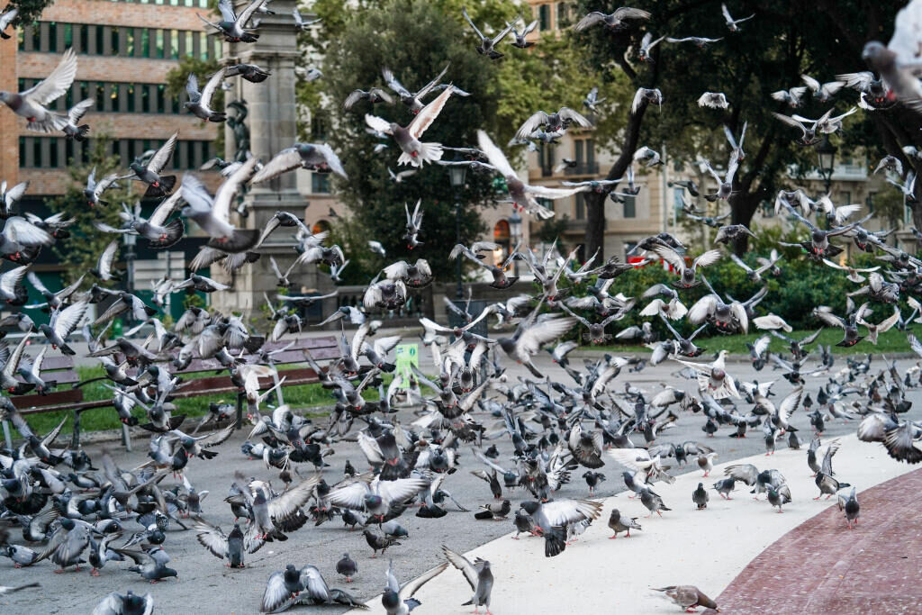 Barcelona quadruplica la densitat òptima de coloms per quilòmetre quadrat