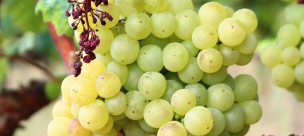 Un raïm de la varietat xarel·lo del Penedès.