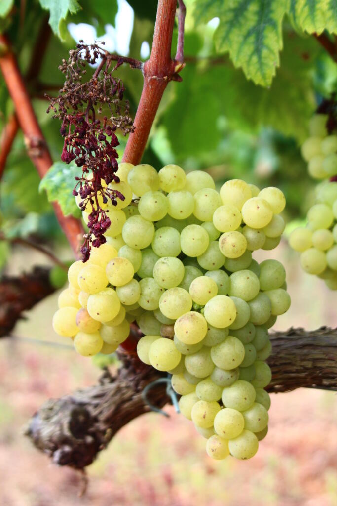 Un raïm de la varietat xarel·lo del Penedès.