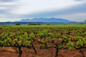 Vinyes a Santa Fe del Penedès amb el massís de Montserrat al fons (Costa Barcelona). Maria Rosa Ferré / Agència Catalana de Turisme
