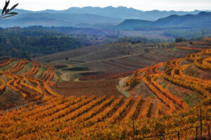 Vinyes de Bellmunt del Priorat a la tardor (DOQ Priorat). Maria Rosa Ferré / ACT
