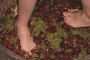 Trepitjada de raïm a Sant Sadurní d’Anoia. Consorci de Promoció Turística de l'Alt Penedès /ACT