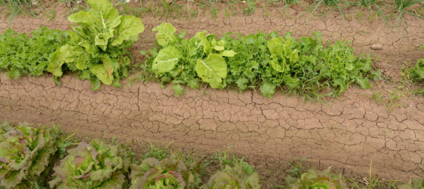 Fotografia: Prats i Camps.