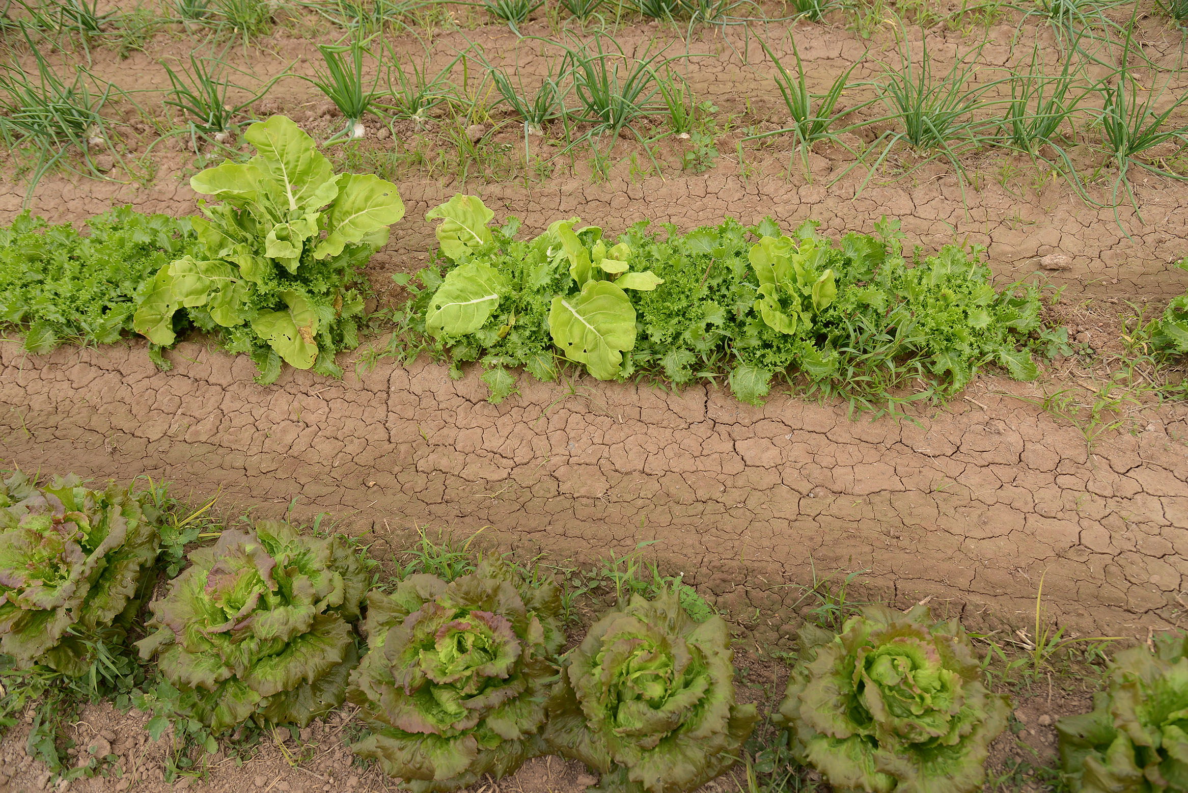 Fotografia: Prats i Camps.