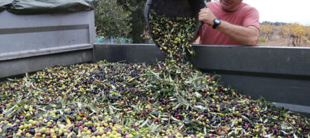 Imatge d'arxiu d'un pagès abocant olives al remolc en una finca a Valls (fotografia: ACN).
