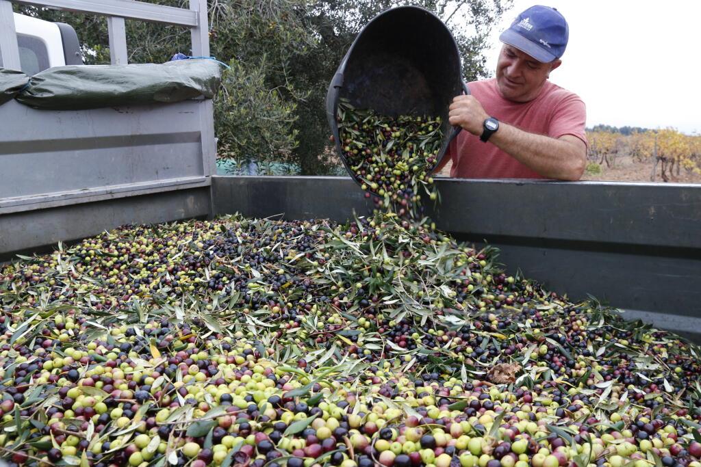 Pla obert d'un pagès abocant olives al remolc en una finca a Valls (fotografia: ACN).