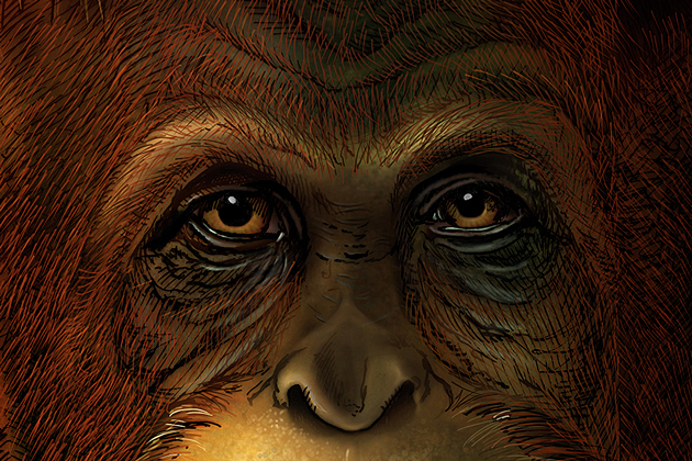 Per les restes trobades, es pensa que 'Gigantopithecus blacki' podia arribar als tres metres d’alçada i pesar al voltant de 300 kg. Però la manca de fòssils impedia a la comunitat científica saber-ne més, d’aquest primat gegant extint. Ara, gràcies a la paleoproteòmica, s’ha pogut comparar la seqüència de proteïnes d’aquesta espècie amb la d’altres grans simis i establir que 'Gigantopithecus' era un parent proper dels orangutans. / Ikumi Kayama (Studio Kayama LLC)