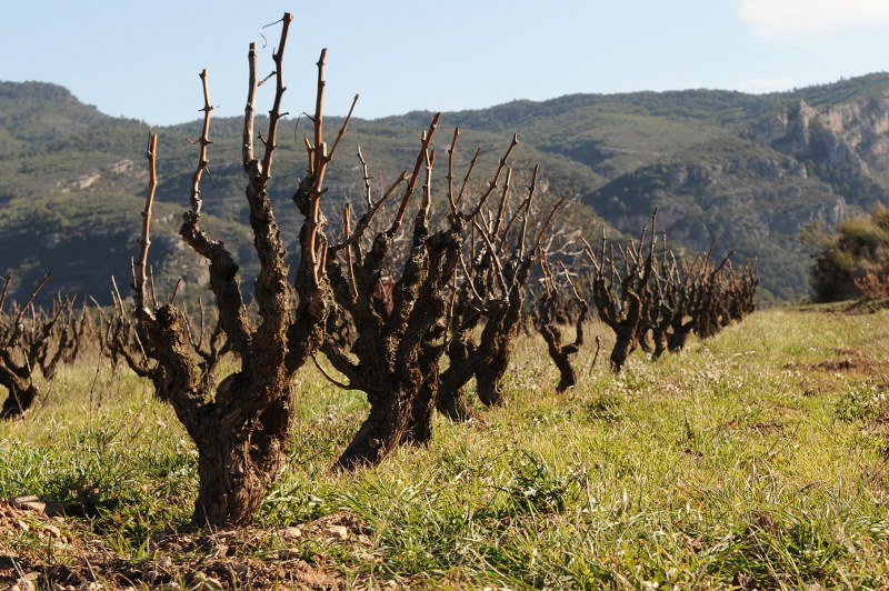 Una vinya de Ficaria Vins, a la Figuera (Priorat).