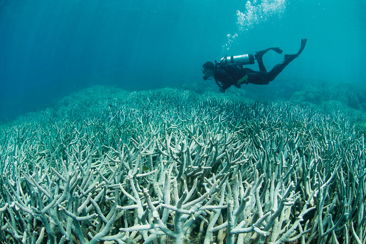 L’acidificació, causada per la dissolució de diòxid de carboni en l’aigua, produeix un estrès afegit en els coralls i altres organismes que construeixen estructures de carbonat càlcic, que tenen menys capacitat per a regenerar-se després d’un procés d’emblanquiment com el de la imatge, a la Gran Barrera de Corall d’Austràlia. / Foto: The Ocean Agency - XL Catlin Seaview Survey