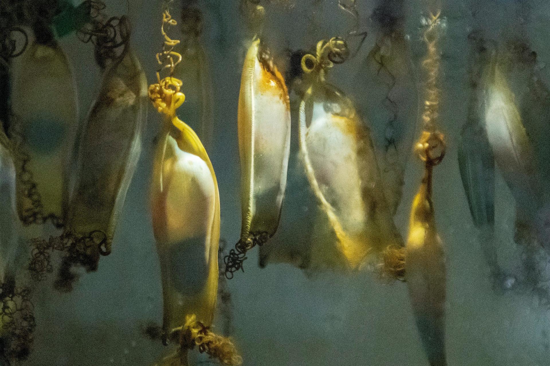 Els ous de gatvaires en una peixera de l'Aquarium de Palma