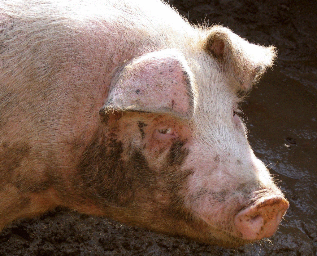 Fan el primer trasplantament en porcs de ronyons porcins modificats amb organoides renals humans