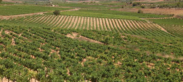 Panoràmica de vinyes de la DO Tarragona.
