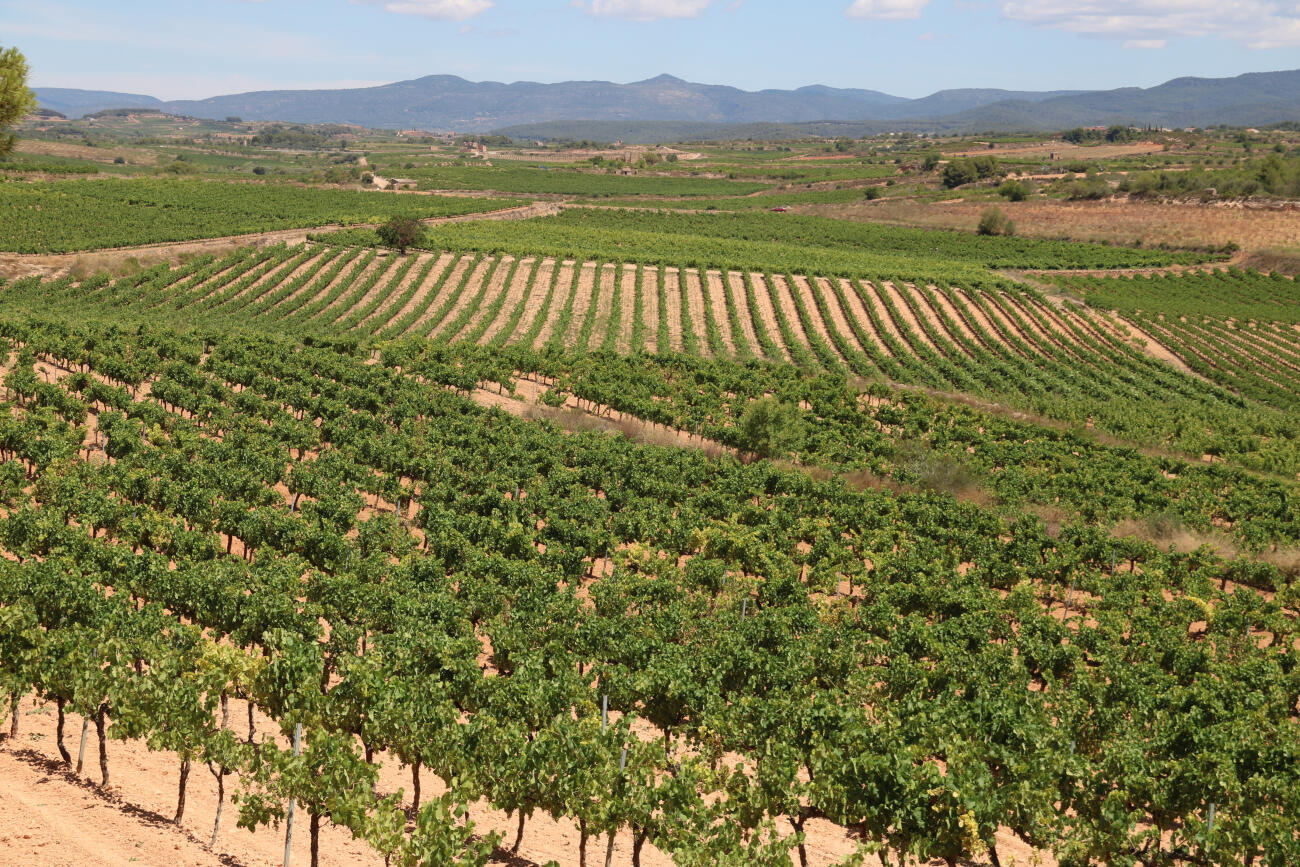 Panoràmica de vinyes de la DO Tarragona.