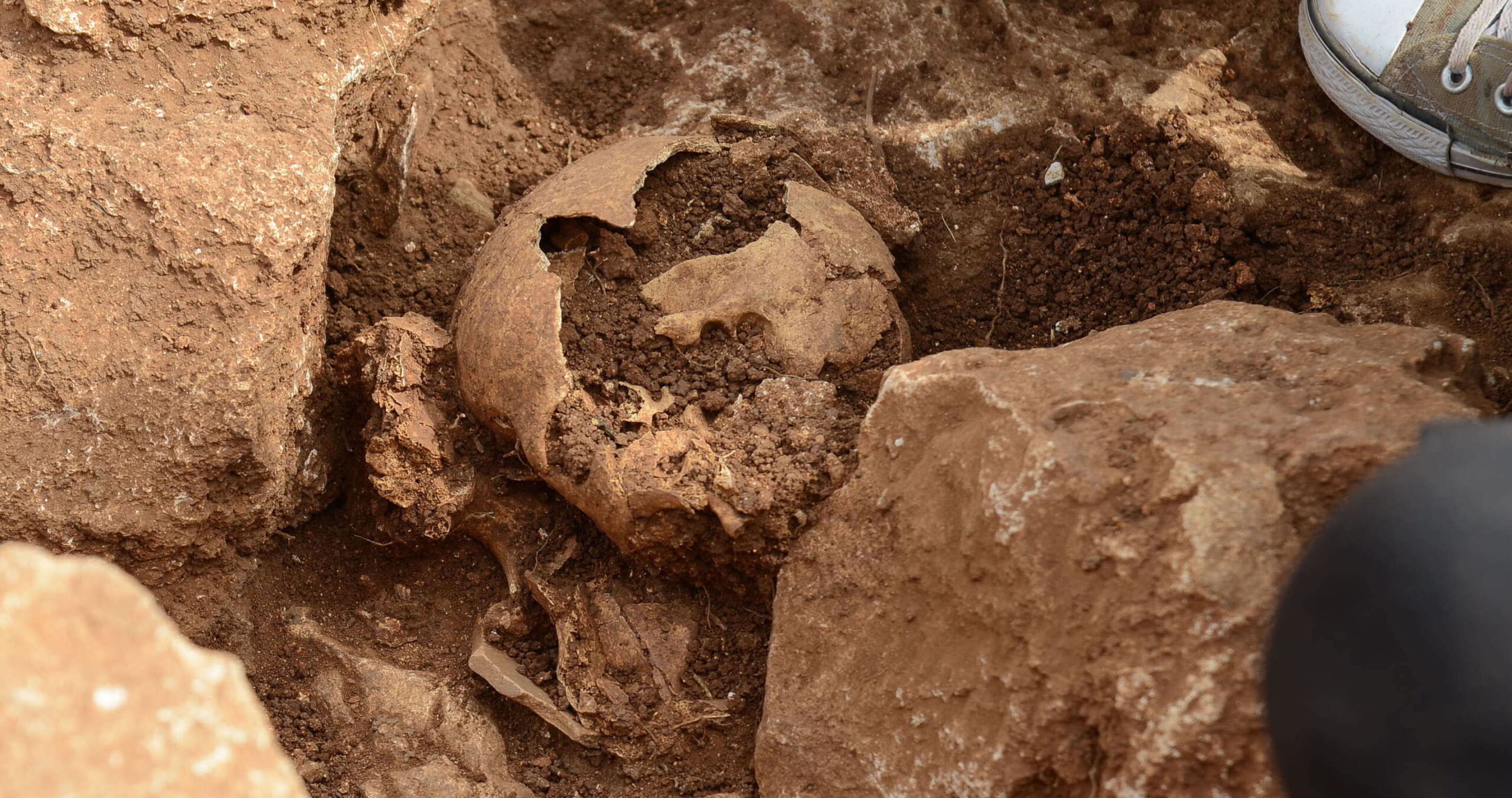 El crani trobat a l'excavació d'una de les cases de la Torre d'en Galmés (fotografies: Prats i Camps).