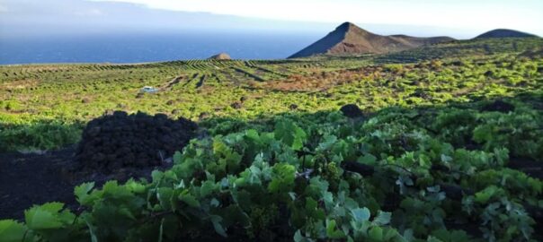 La Palma, vinyes del celler Matias i Torres-28073135