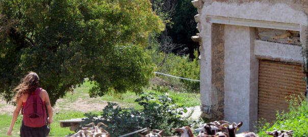 Claret de Cavallers, a Sant Mateu de Bages (el Bages)