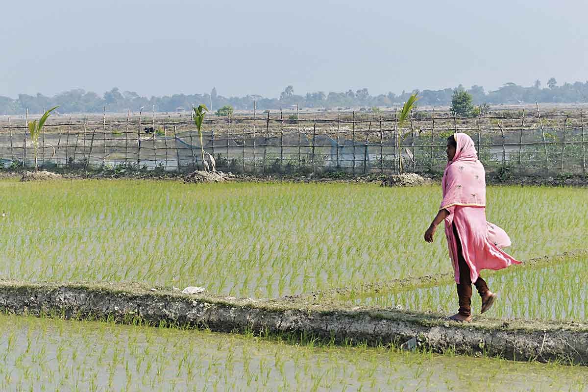 Quan es desenvolupen accions d’adaptació al canvi climàtic és important considerar diferents categories analítiques, com el gènere, entre altres. En la imatge, una de les dones reconegudes en el Programa Women Climate Champions, que premia el lideratge de dones en l’acció climàtica, en els camps d’arròs de Bangladesh./ Foto: UN Women/Evelin Jaita Karmokar