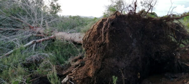 La mànega, provinent de la mar, ha deixat al seu pas una línia de destrucció que s'ha estès al llarg de diversos quilòmetres.