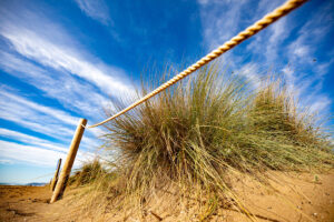 Els sistemes dunars de les platges de l'AMB