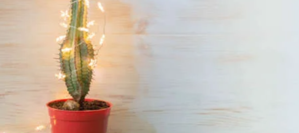 Un cactus no és un arbre de Nadal.