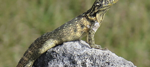 Foto: Ester Desfilis