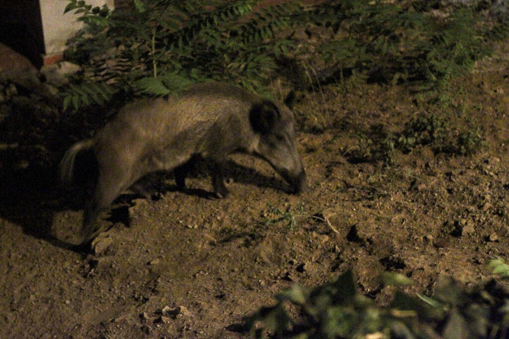 Es pot fer exercici a Collserola? Mesures i restriccions per la pesta porcina africana